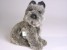 Miniature Schnauzer Puppy 1307 by Piutrè