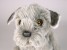 Miniature Schnauzer Puppy 1259 by Piutrè