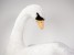 Mute Swan 0730 by Piutrè 
