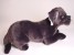Neapolitan Mastiff Puppy 1298 by Piutrè