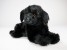 Newfoundland Puppy 2236 by Piutrè