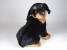 Rottweiler Puppy 2259 by Piutrè 