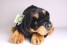 Rottweiler Puppy 2260 by Piutrè 