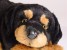 Rottweiler Puppy 3310 by Piutrè 