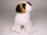 Saint Bernard Puppy 2295 by Piutrè