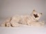 Seal Point Himalayan ​Cat ​2364 by Piutrè 