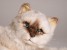 Seal Point Himalayan ​Cat ​2364 by Piutrè 