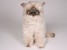 ​Seal Point Himalayan Cat 2366 by Piutrè 