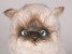 ​Seal Point Himalayan Cat 2366 by Piutrè 