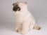​Seal Point Himalayan Cat 2366 by Piutrè 
