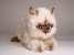 ​Seal Point Himalayan ​Kitten ​2368 by Piutrè 