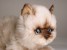 ​Seal Point Himalayan ​Kitten ​2368 by Piutrè 