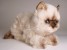 ​Seal Point Himalayan ​Kitten ​2368 by Piutrè 