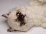 ​Seal Point Himalayan ​Kitten 23​67 by Piutrè 