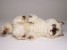 ​Seal Point Himalayan ​Kitten 23​67 by Piutrè 