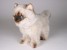 ​Seal Point Himalayan ​Kitten ​2368 by Piutrè 