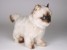 ​Seal Point Himalayan ​Kitten ​2368 by Piutrè 
