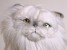 Silver Persian Cat 2424 by Piutrè
