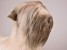 Soft-Coated Wheaten Terrier 0254 by Piutrè