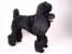 Standard Poodle 0250 by Piutrè