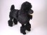 Standard Poodle 0250 by Piutrè