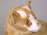 Turkish Van Cat 0326 by Piutrè