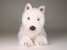West Highland White Terrier 2276 by Piutrè