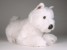 West Highland White Terrier 2276 by Piutrè