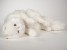 White Persian Cat 0310 by Piutrè 