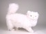 White Persian Cat 2386 by Piutrè 