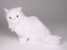 White Persian Kitten 0314 by Piutrè